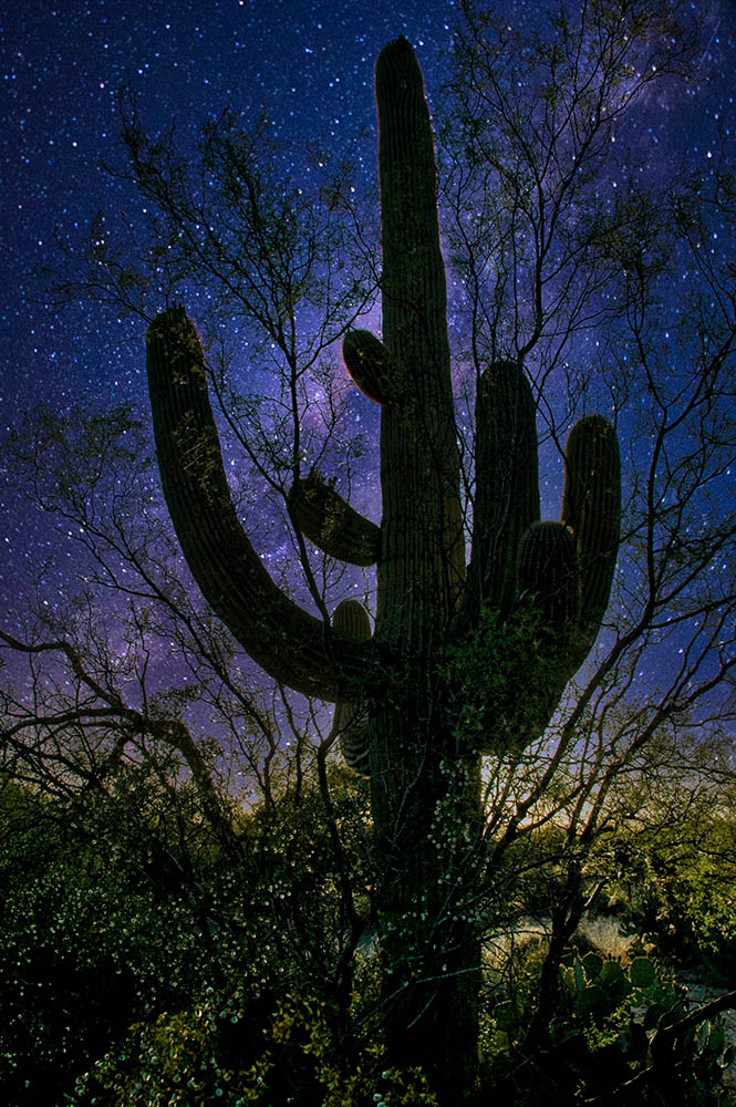 Cactus On a Starry Night