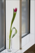 Tulip in the Wind...