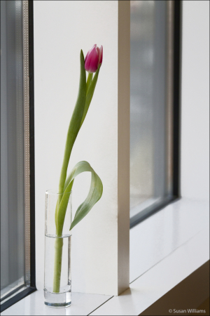 Tulip in the Window