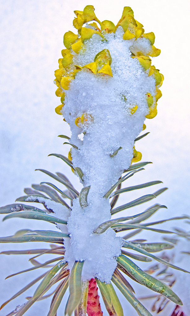Wild flower in the snowstorm. - ID: 15879626 © Elias A. Tyligadas