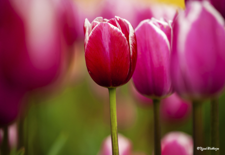 Red Tulips