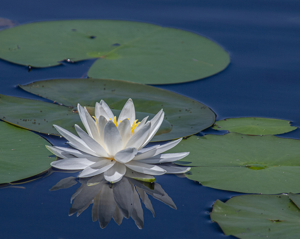 Water Lily