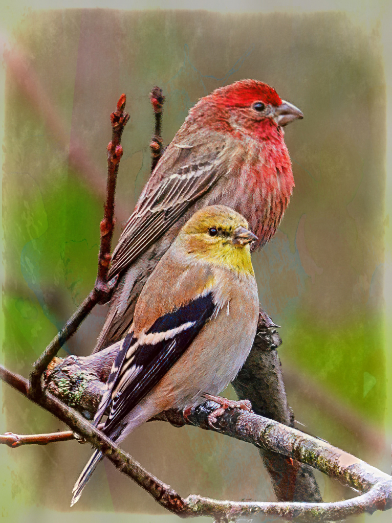 Finches - ID: 15879744 © Janet Criswell