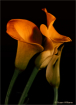 Golden Callas