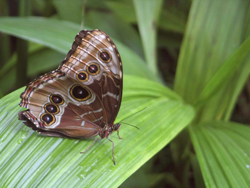 Butterfly