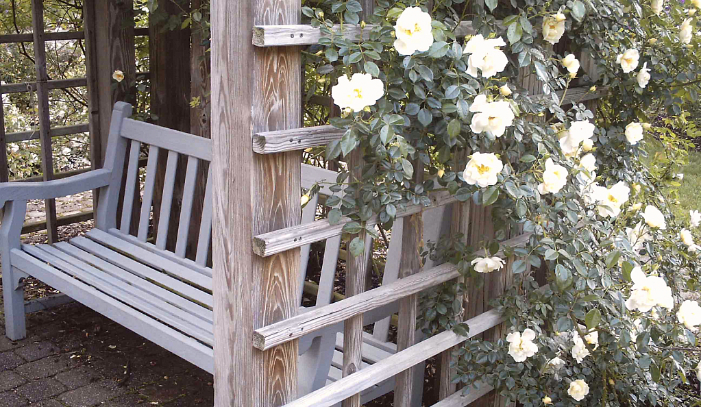 Bench with roses