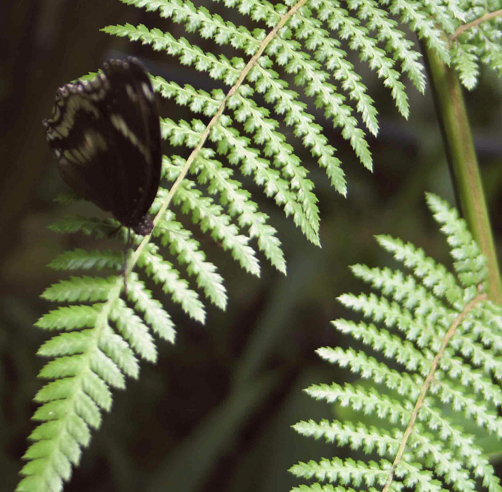 Butterfly with fern