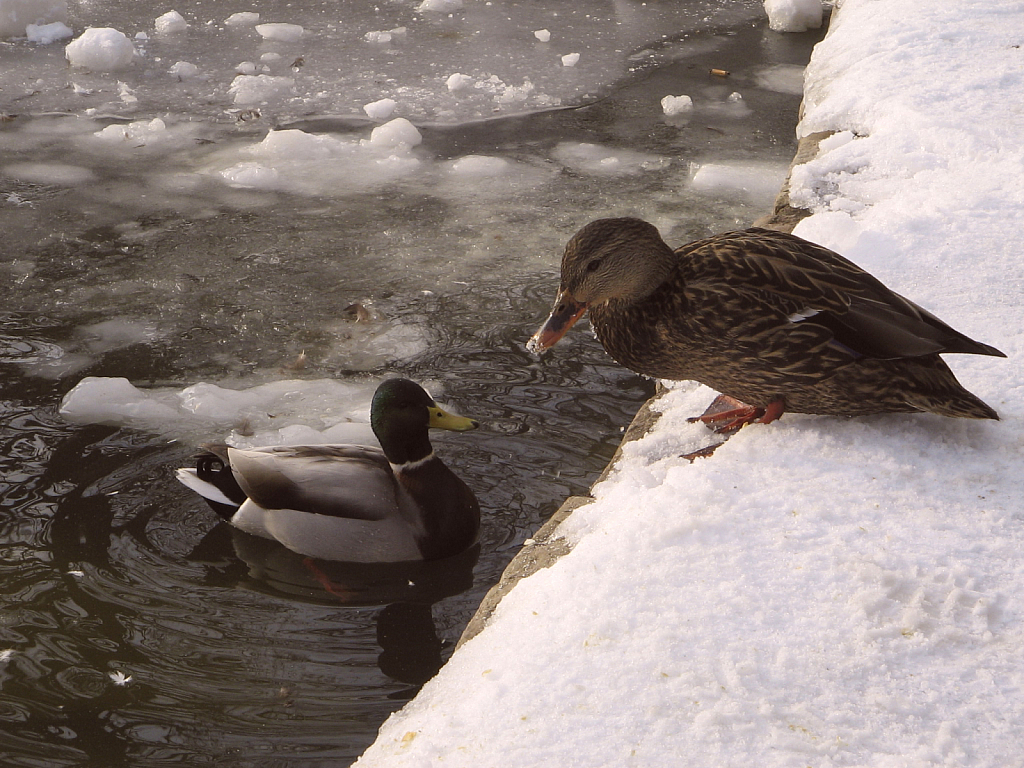 Ducks in Winter