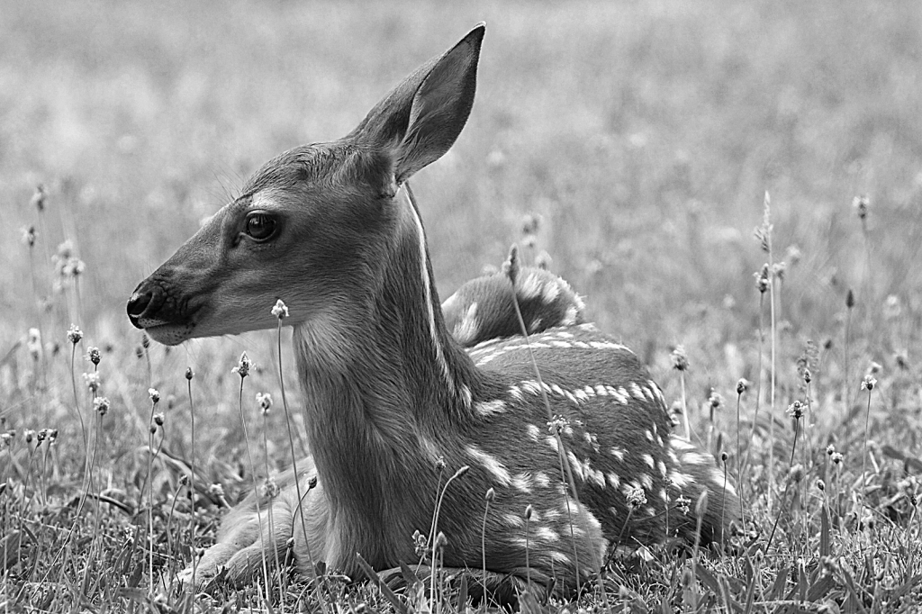 Fawn