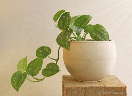 Silver Satin Pothos