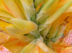 Natures Many Colo...