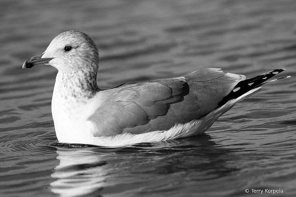 California Gull B&W - ID: 15879772 © Terry Korpela