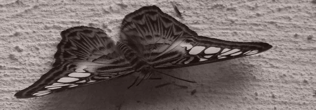 Butterfly on wall