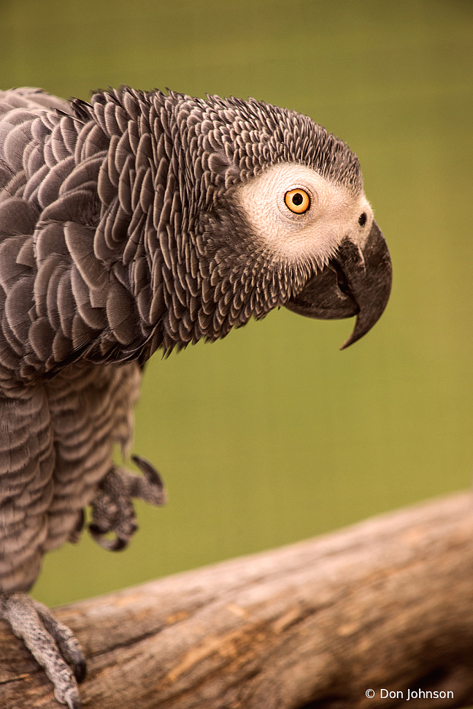 Another African Grey Parrot 9-22-19 014