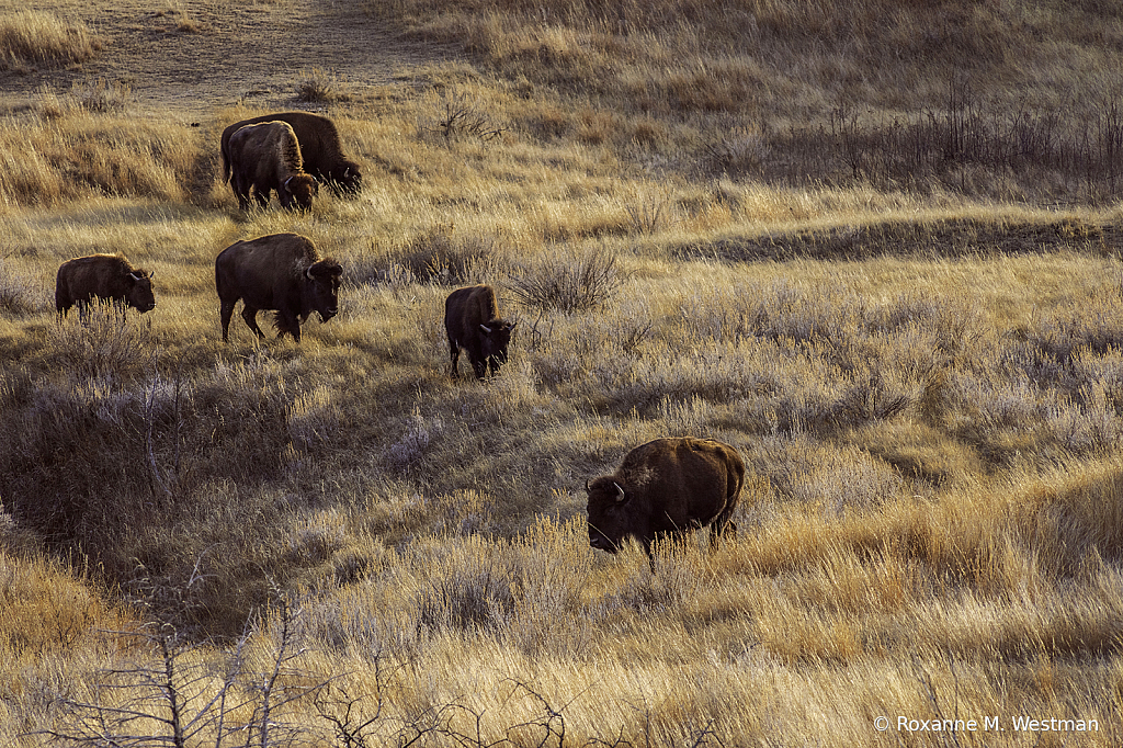 Bison in the evening glow - ID: 15879941 © Roxanne M. Westman