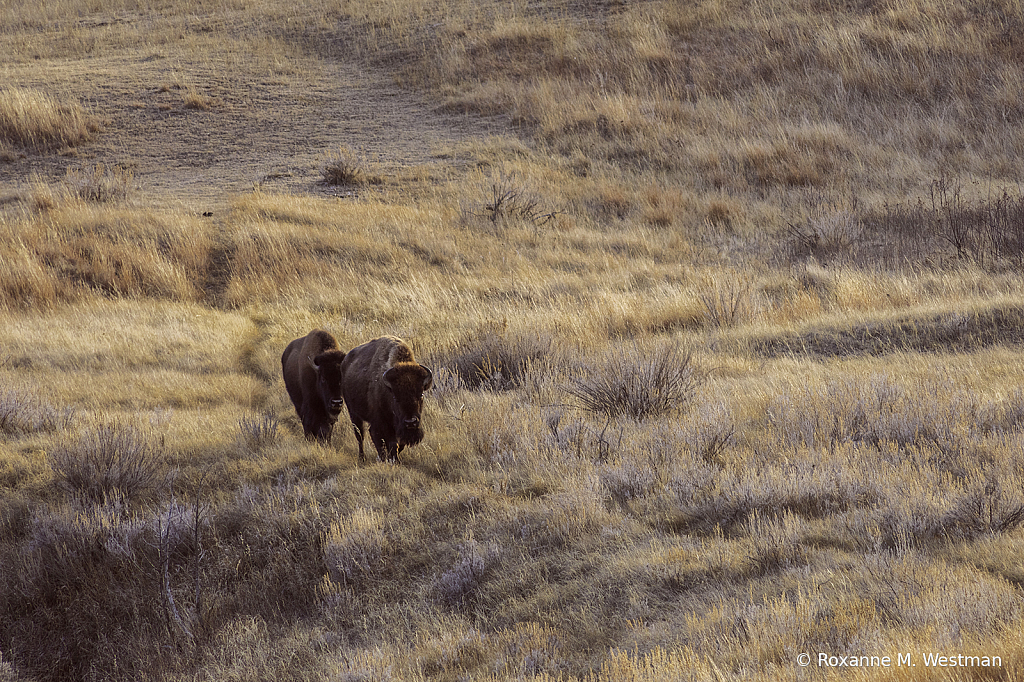 Evening glow on bison in the badlands - ID: 15879901 © Roxanne M. Westman
