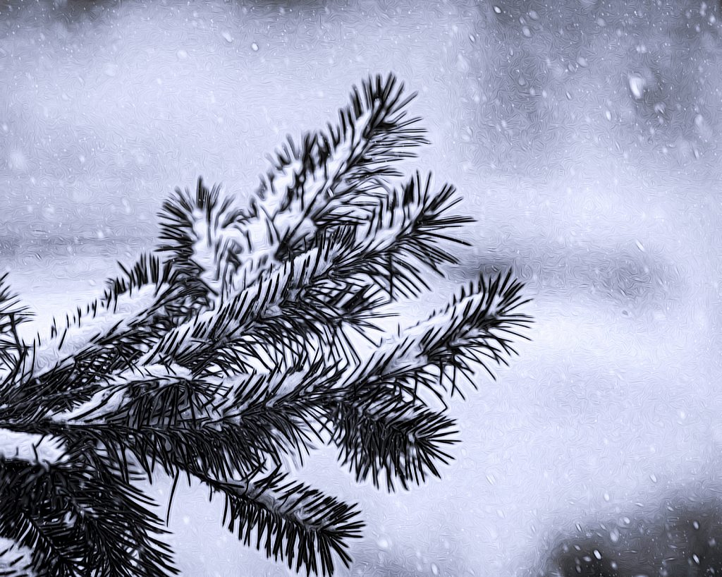 Snow Covered Evergreen