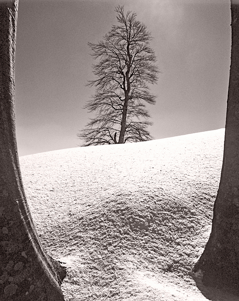 Snow and Beech tree. - ID: 15879923 © Elias A. Tyligadas