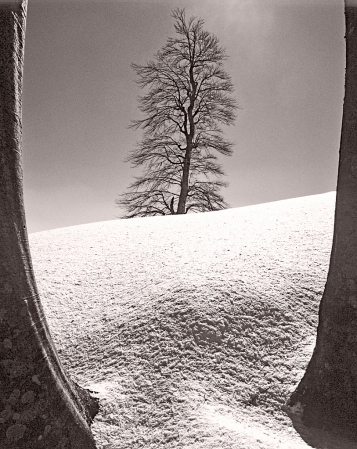 Snow and Beech tree.