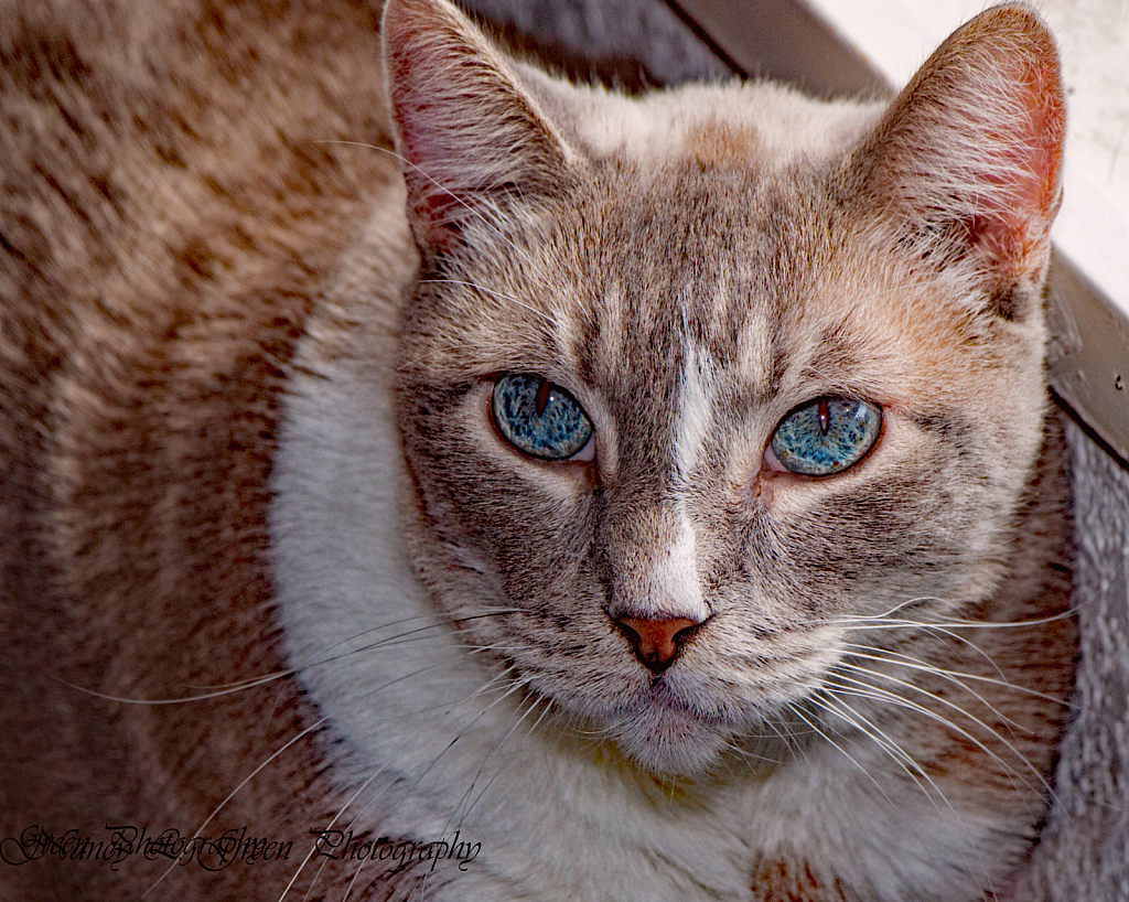 Hello Blue Eyes