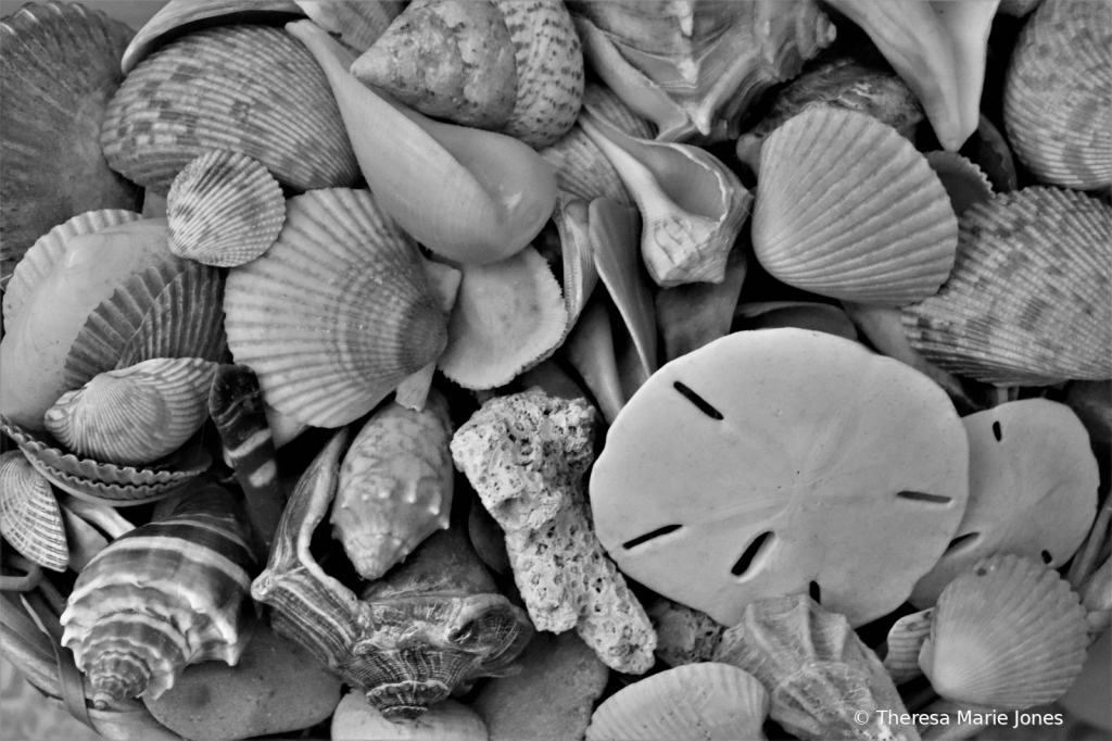 Shells in BW - ID: 15880029 © Theresa Marie Jones