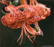 Wild Tiger Lily