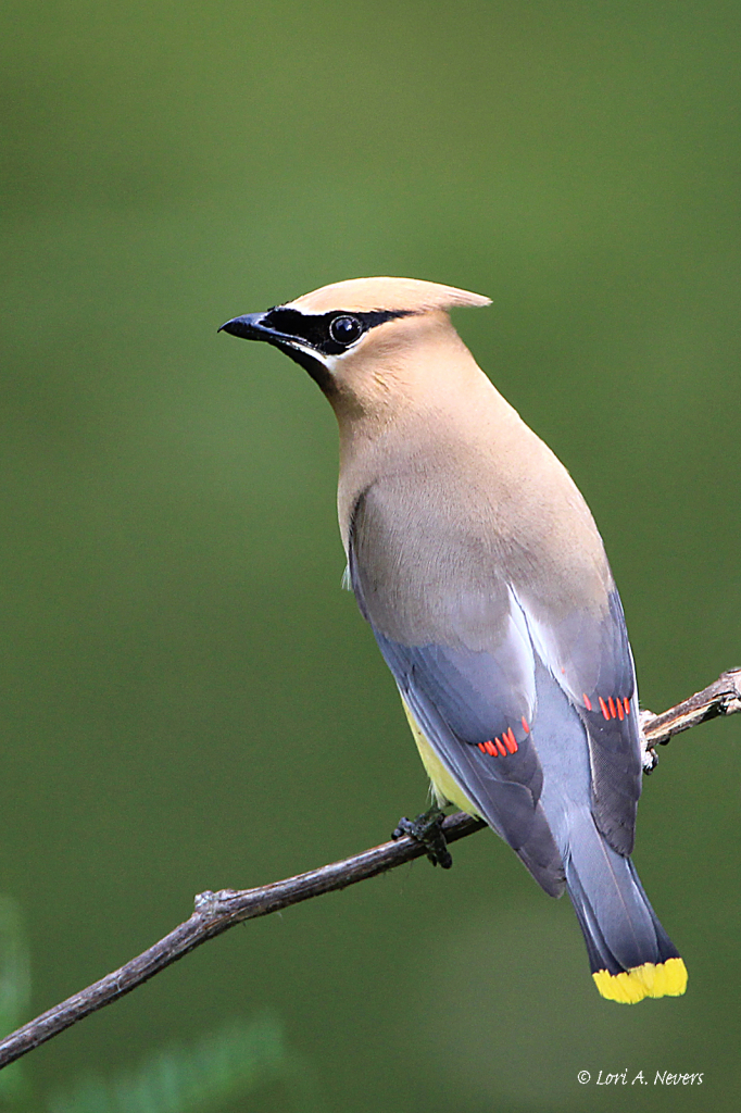 Cedar Waxwing 2