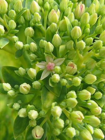 Sedum Buds