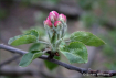 Apple Blossom