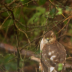 © Susan Gallagher PhotoID# 15880664: Female Sparrowhawk
