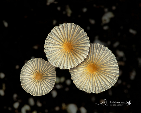 Parasol Party