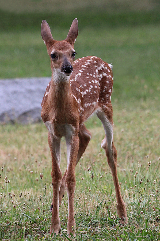 Fawn 2