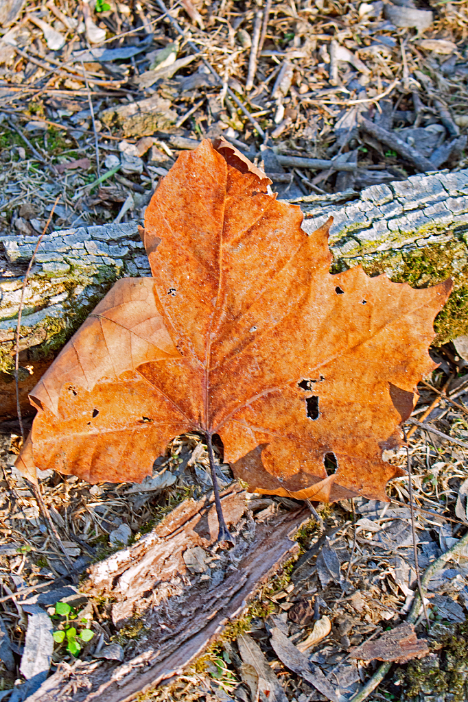 Wintering Leaf