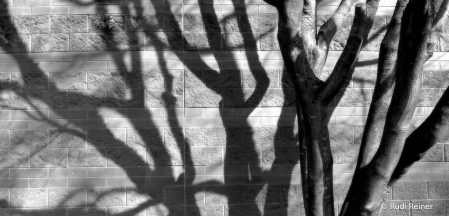 Branch shadows