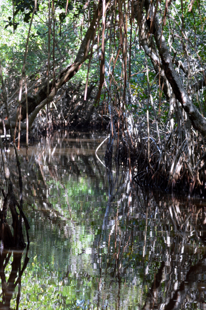 REFLECTIONS - ID: 15880694 © John V. Roscich