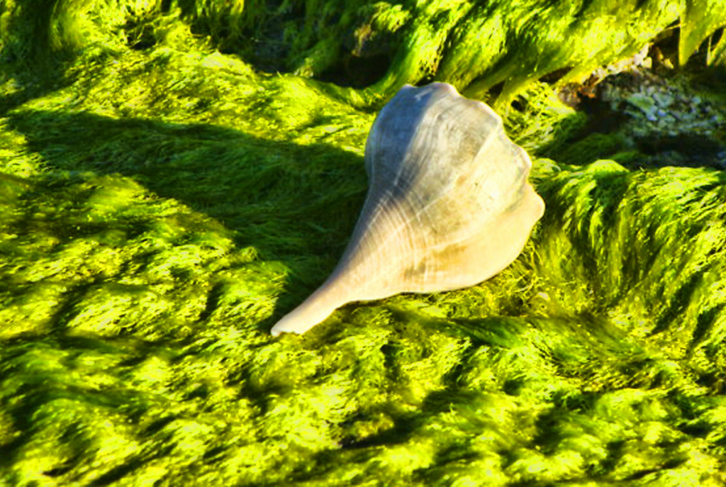 A SNAIL OVER A ROCK COVERED WITH MOSS