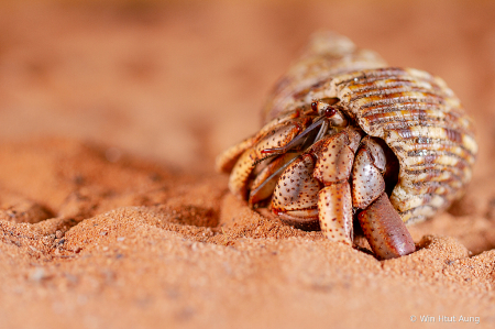 Hermit Crab