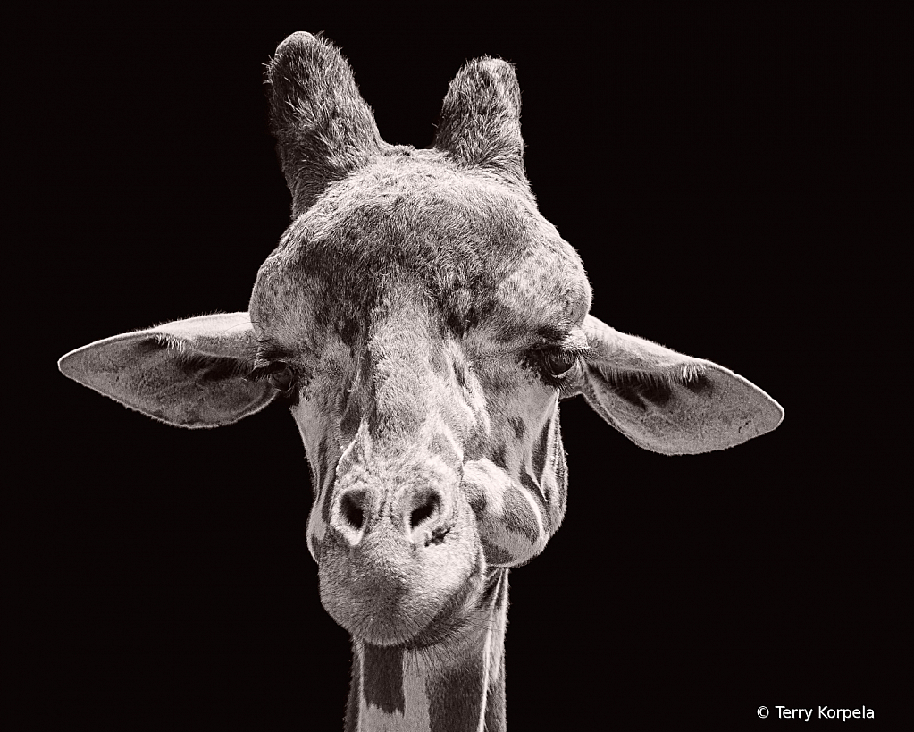 Giraffe Portrait B&W - ID: 15880731 © Terry Korpela