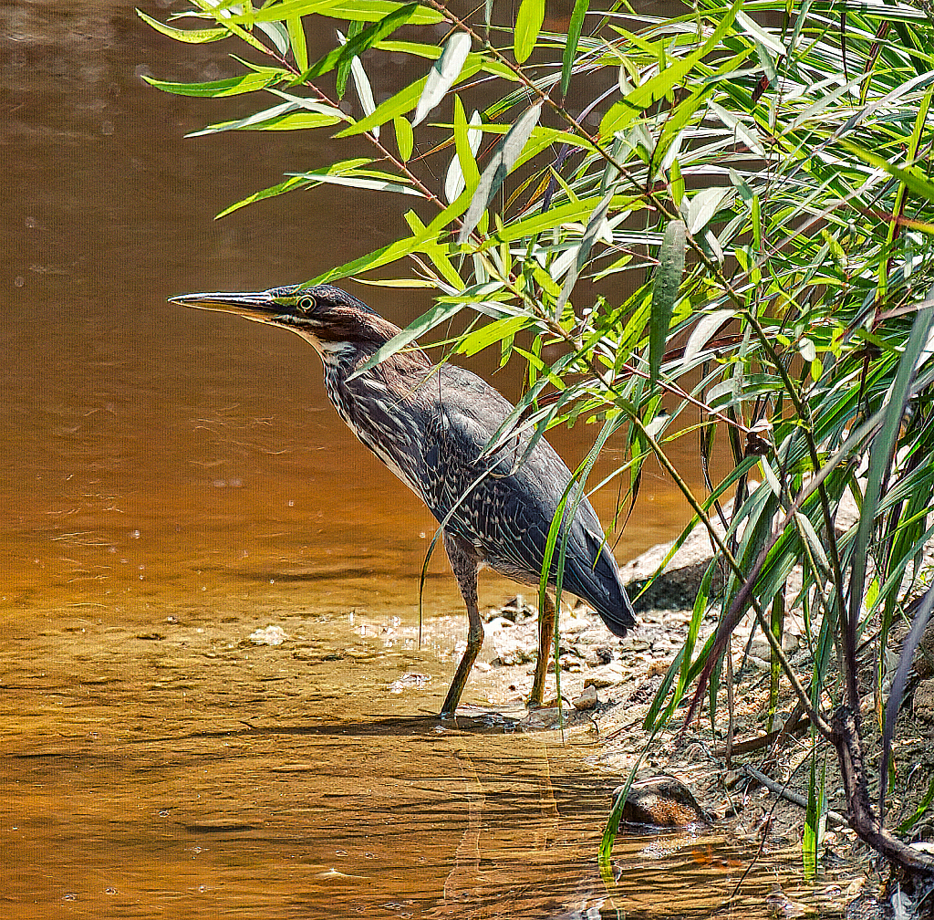 Green Heron - ID: 15880736 © Janet Criswell