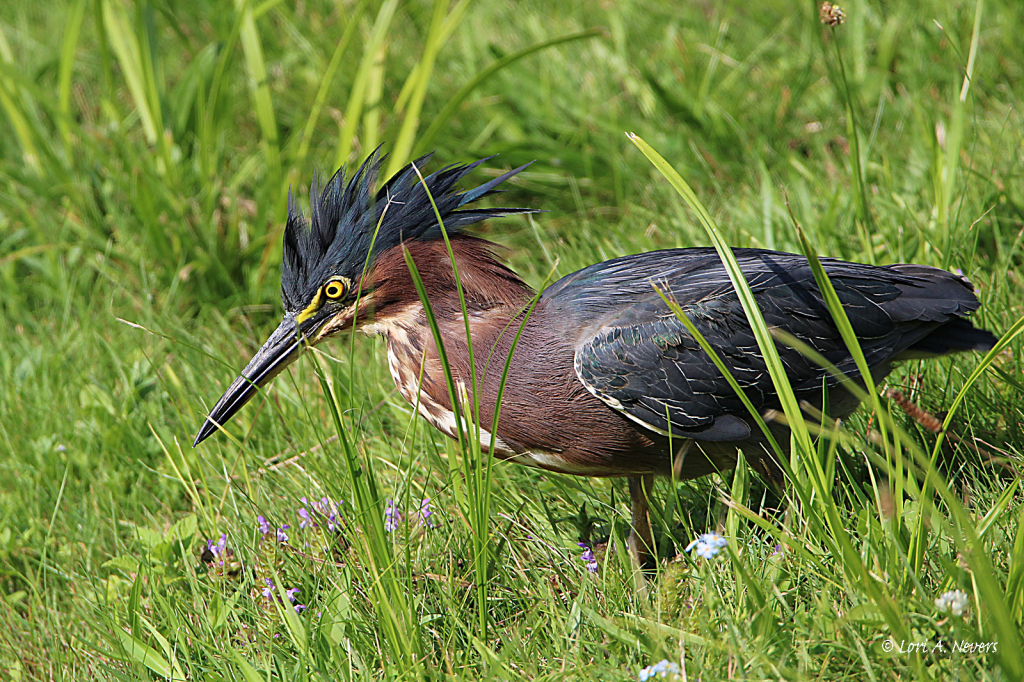 Green Heron 2