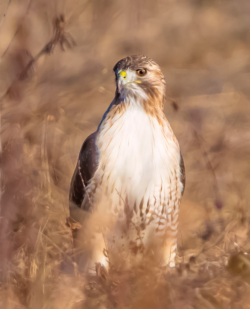 Hawk in the Grass