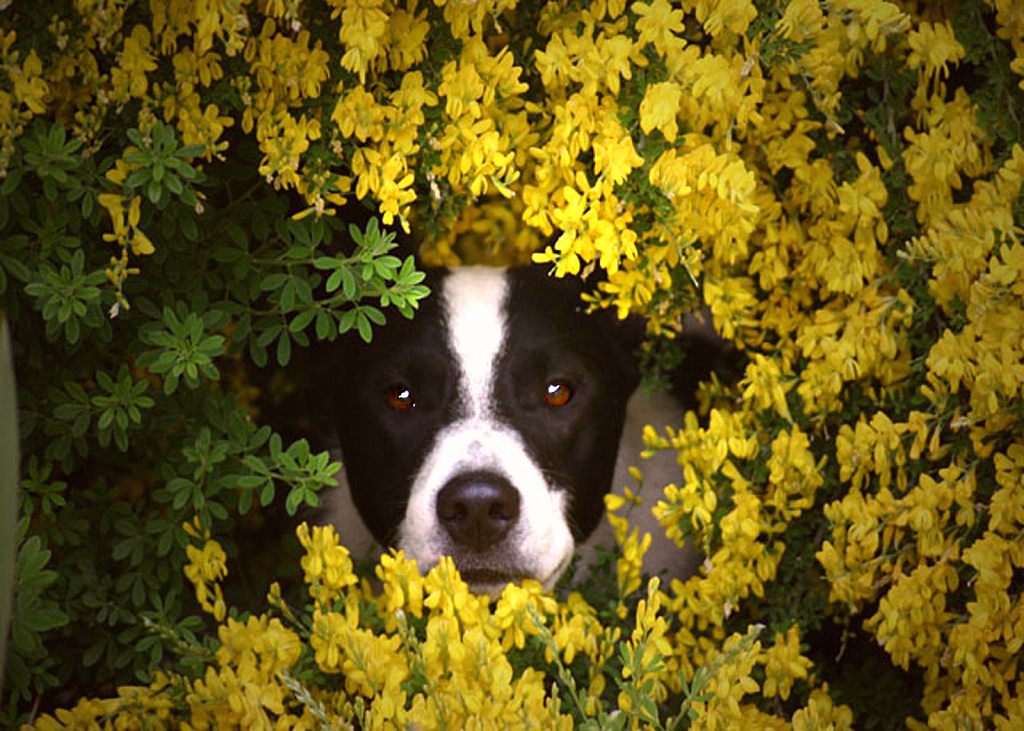 Max and the Flowers