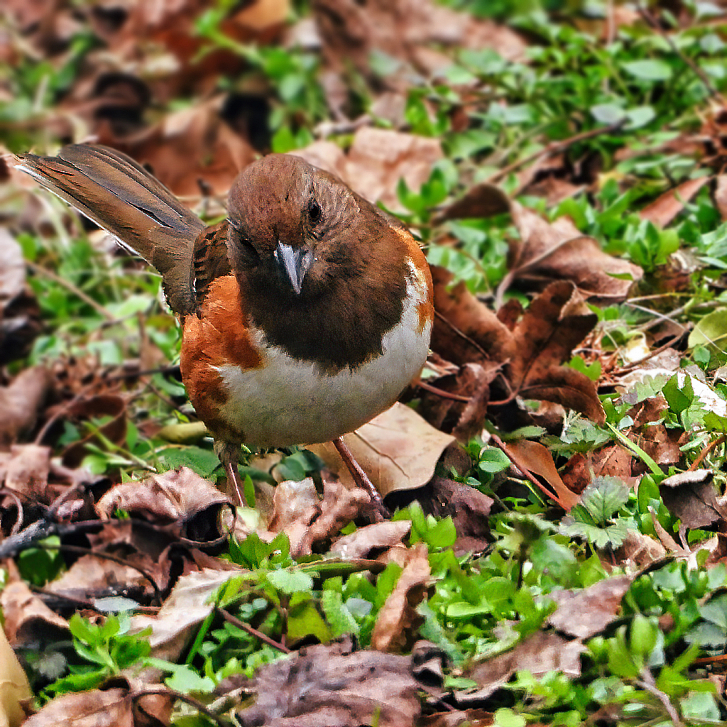 Eastern Towhee - ID: 15880839 © Janet Criswell