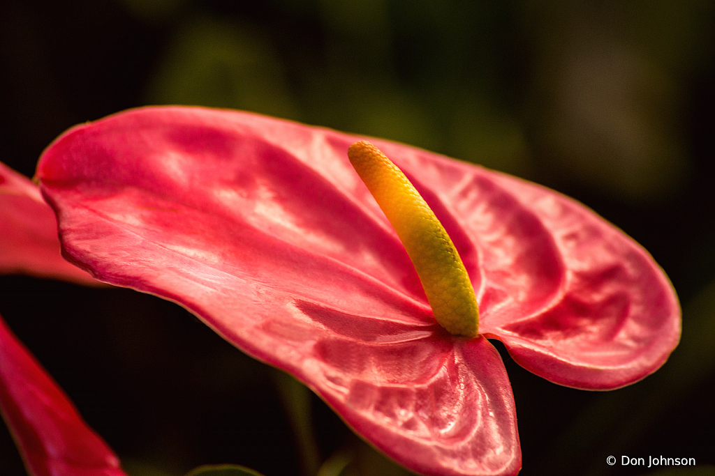 Wonderful Anthurium Flower 8-30-20 034 - ID: 15880846 © Don Johnson