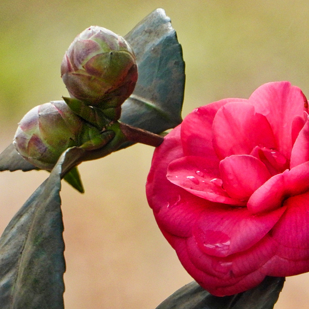 Early Bloomer - ID: 15881038 © Janet Criswell