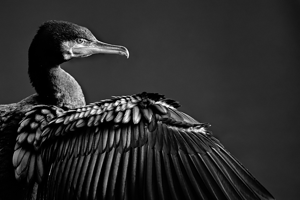 Cormorant