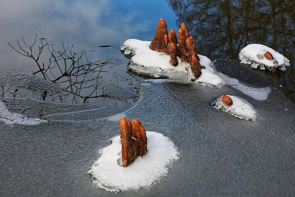 Knee Deep in the Cold Cypress Knees