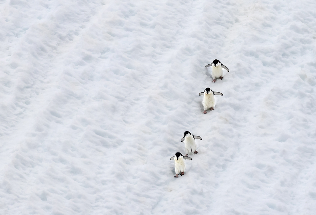 Paths in the Snow  