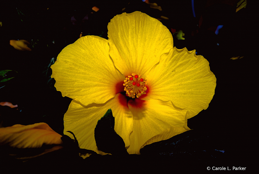 Dramatic Hibiscus