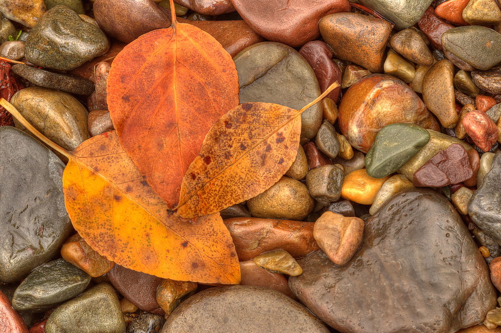 Fall Leaves